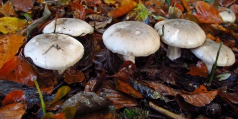 Govornici: kako kuhati, opis, fotografija, ukus